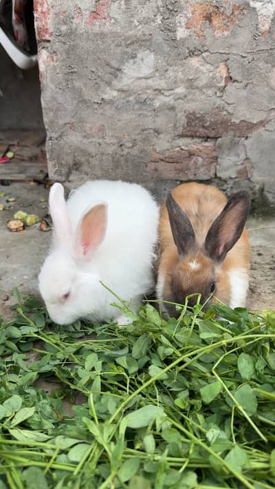 Angura Rabbits Pair Home Breed