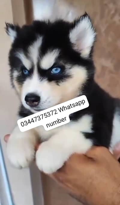 Siberian husky fore sale