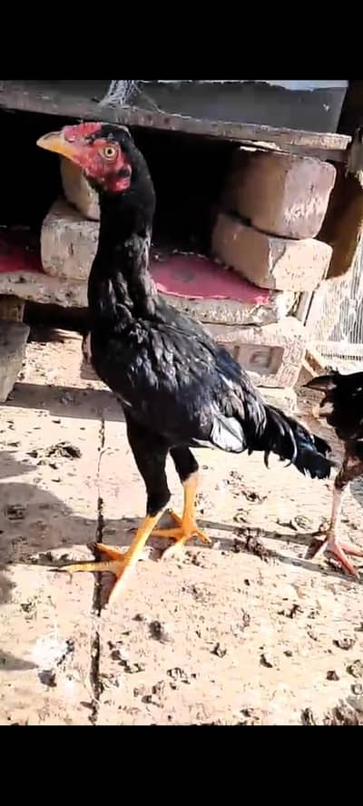 Aseel full black patha sale or exchange