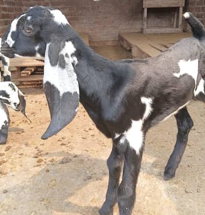 Beetal bachay for sale urgent basiss