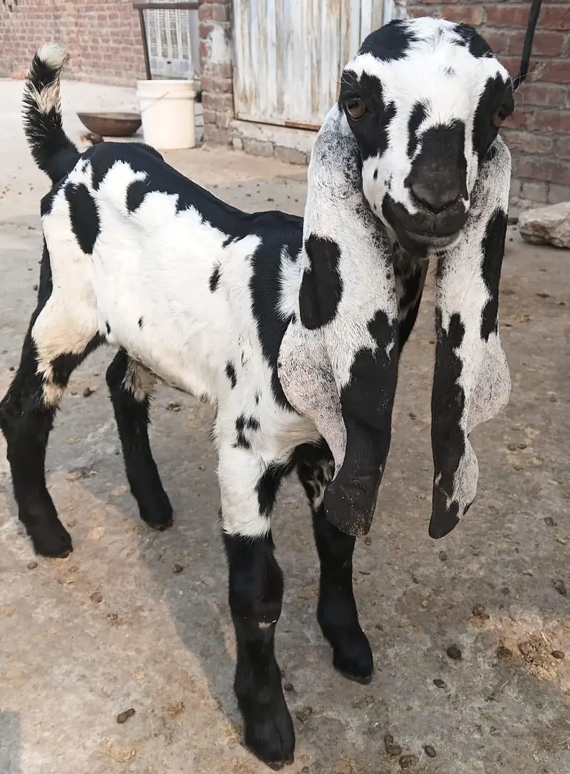 Beetal bachay for sale urgent basiss — photo 2