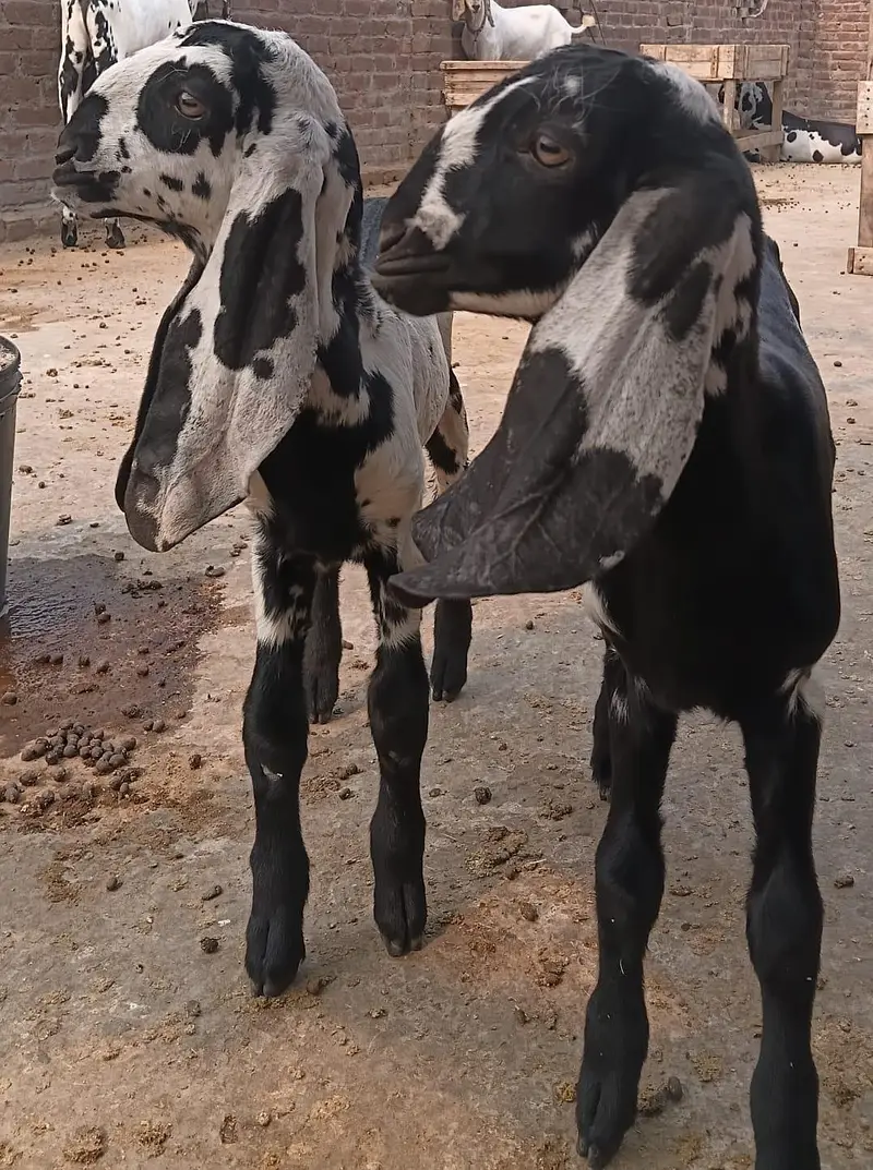 Beetal bachay for sale urgent basiss — photo 3