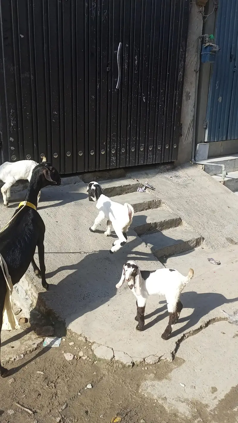 mashallha 3 bacho sat ha 2 paht ha or 1 pahtora ha — photo 2