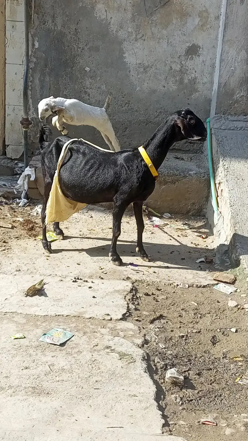 mashallha 3 bacho sat ha 2 paht ha or 1 pahtora ha — photo 3