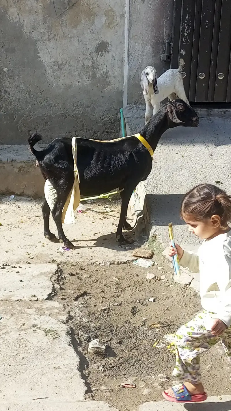 mashallha 3 bacho sat ha 2 paht ha or 1 pahtora ha — photo 4