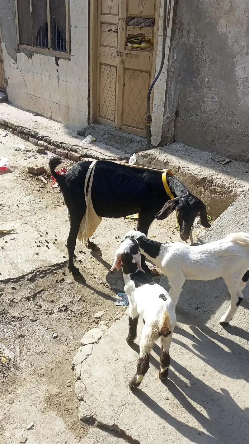 mashallha 3 bacho sat ha 2 paht ha or 1 pahtora ha — photo 5