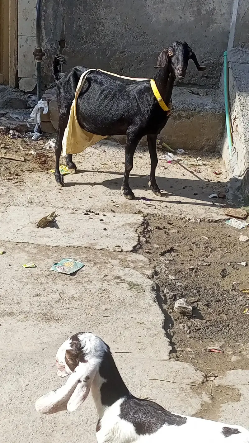 mashallha 3 bacho sat ha 2 paht ha or 1 pahtora ha — photo 6