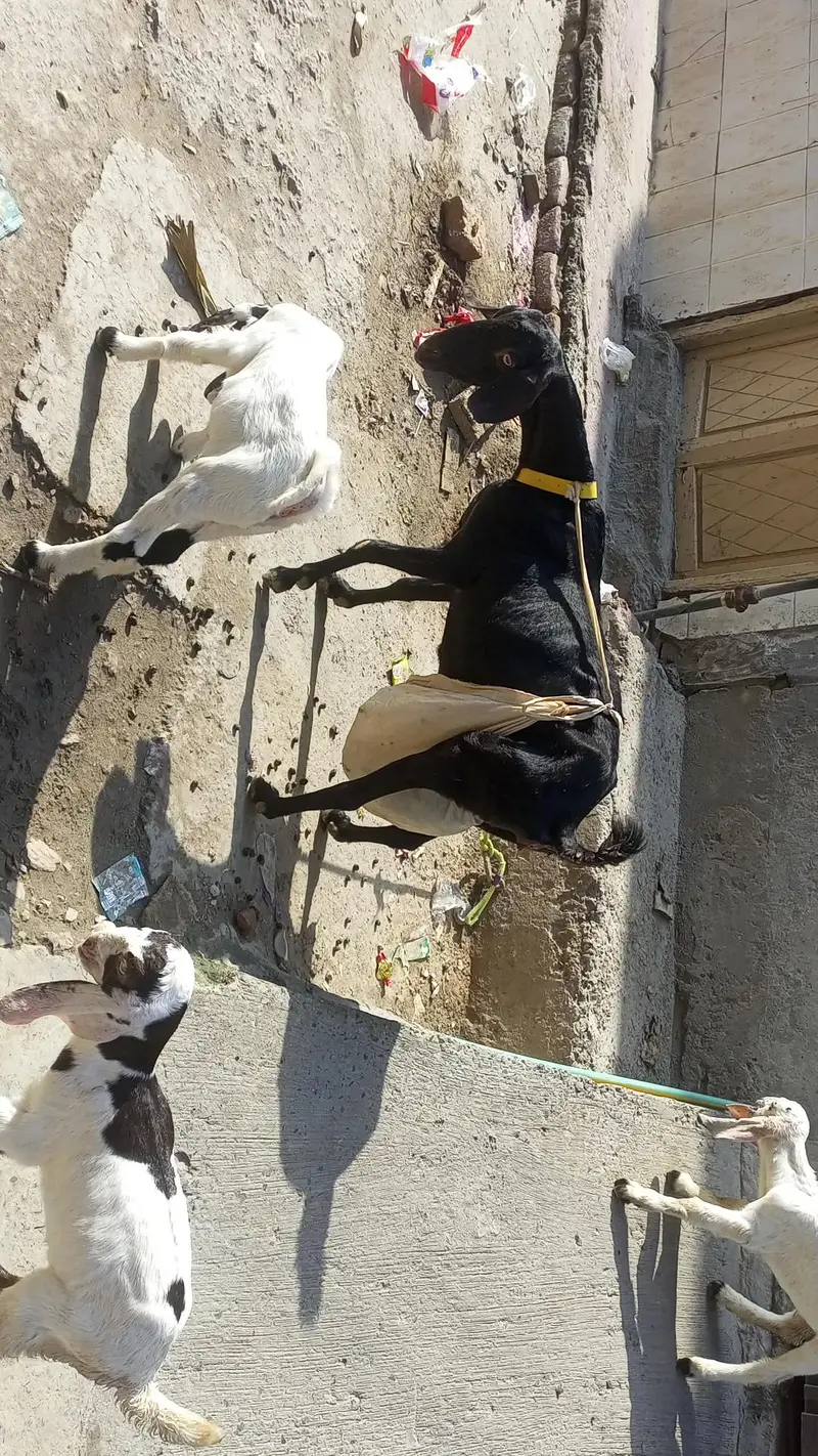 mashallha 3 bacho sat ha 2 paht ha or 1 pahtora ha — photo 8