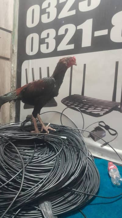 healthy hen for sale jubilee Town lohore