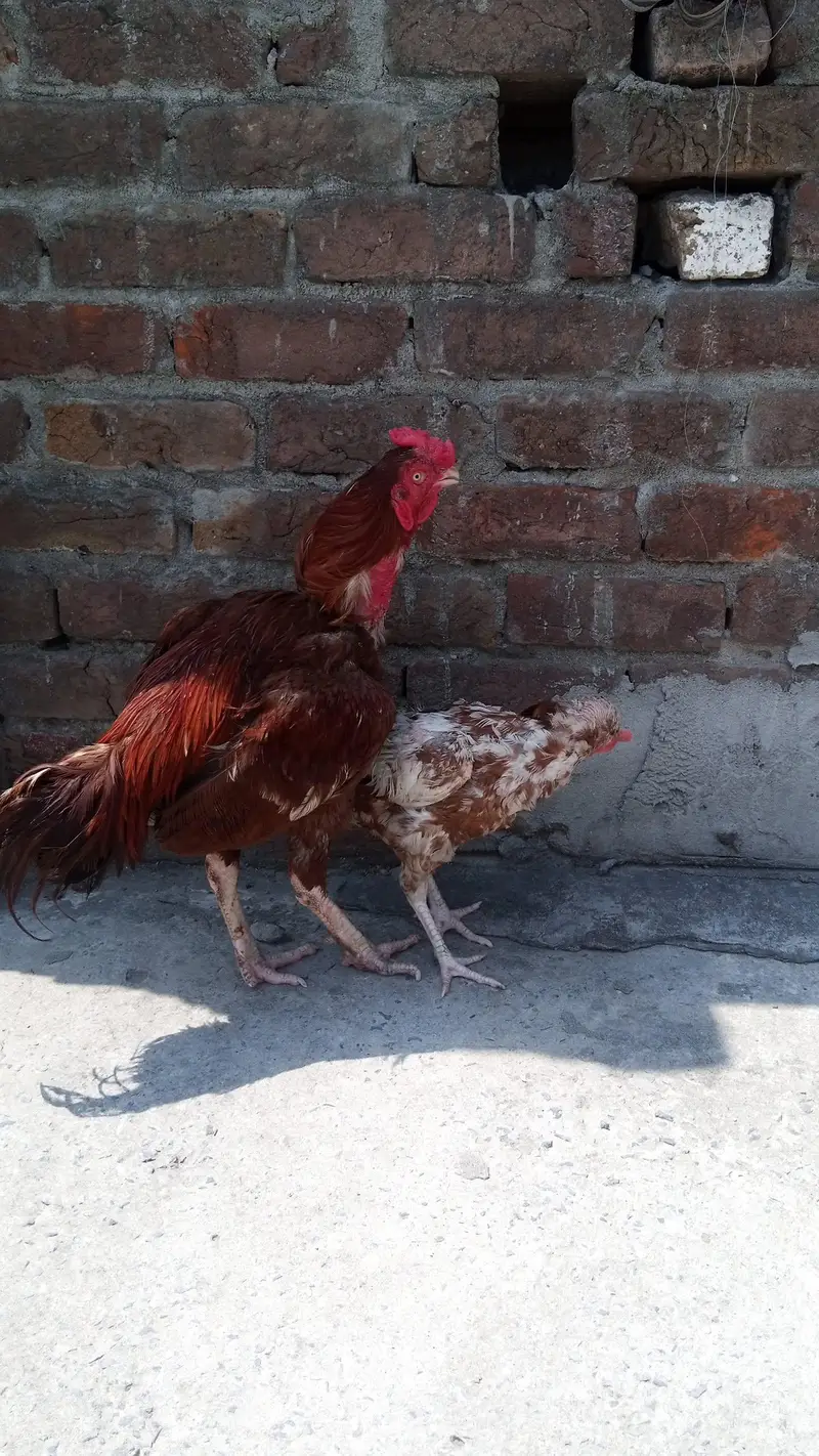 Lakha murga — photo 2