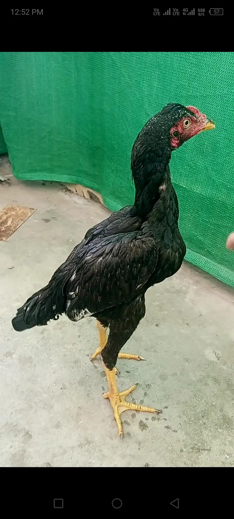 Aseel full black patha sale or exchange — photo 4