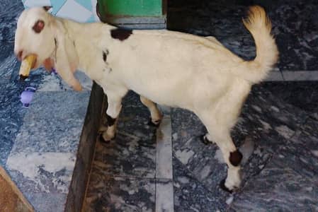 Bakra for sale