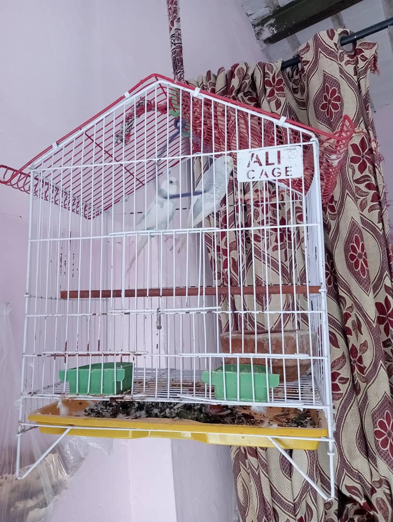 thk hai 2