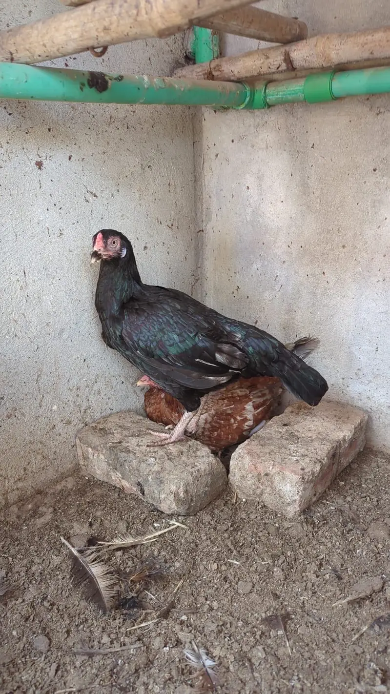 3 aseel hens + 1 murgha for sale — photo 2