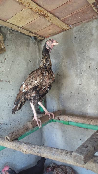 3 aseel hens + 1 murgha for sale