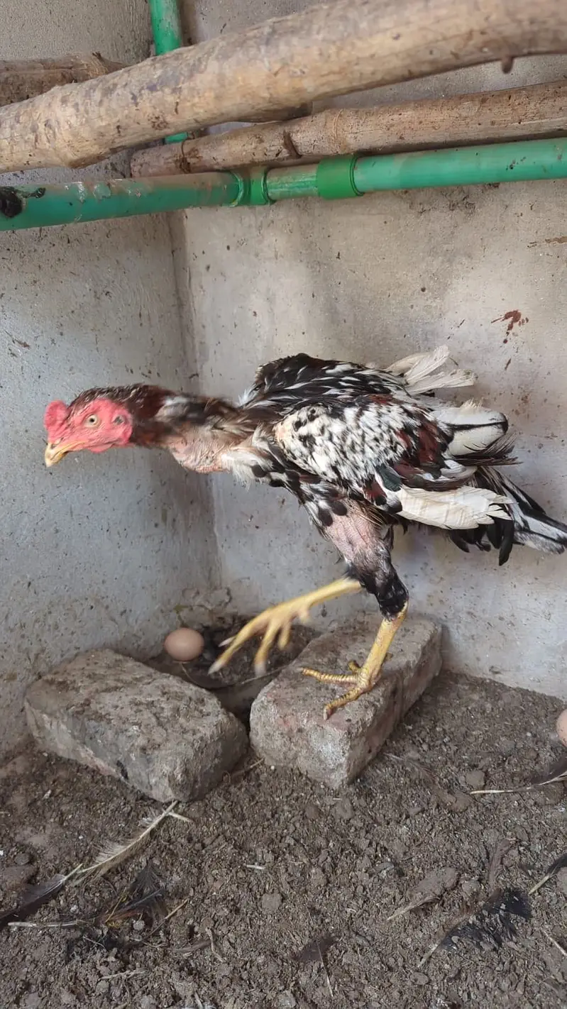 3 aseel hens + 1 murgha for sale — photo 4