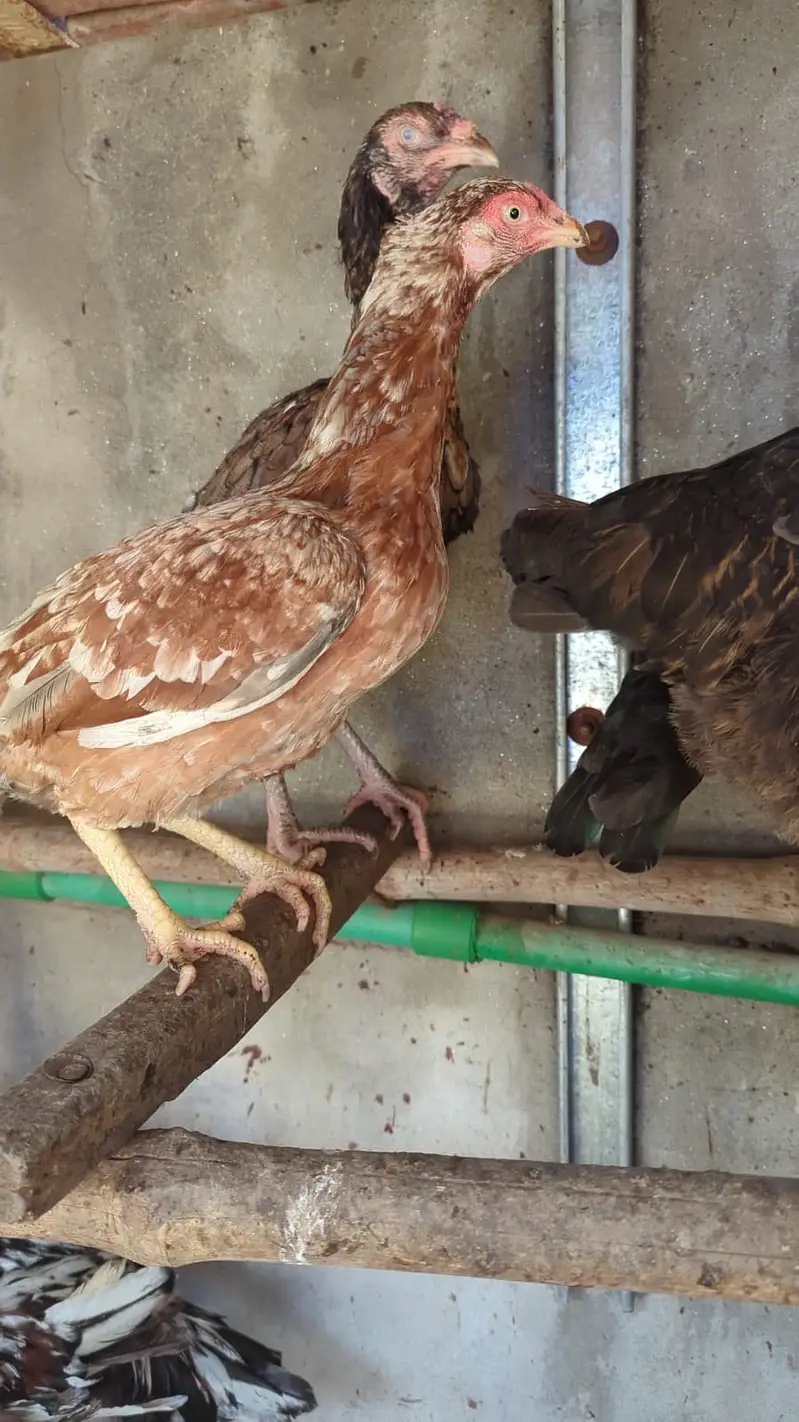 3 aseel hens + 1 murgha for sale — photo 3