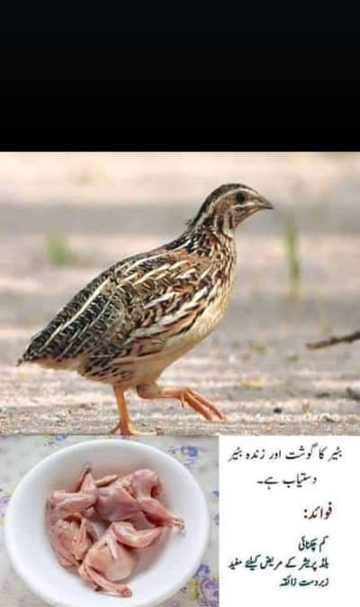 fresh desi batair available