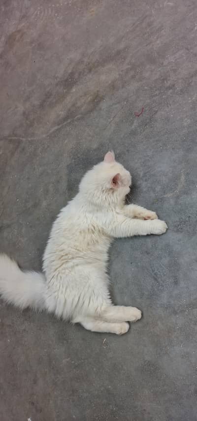 love cats
