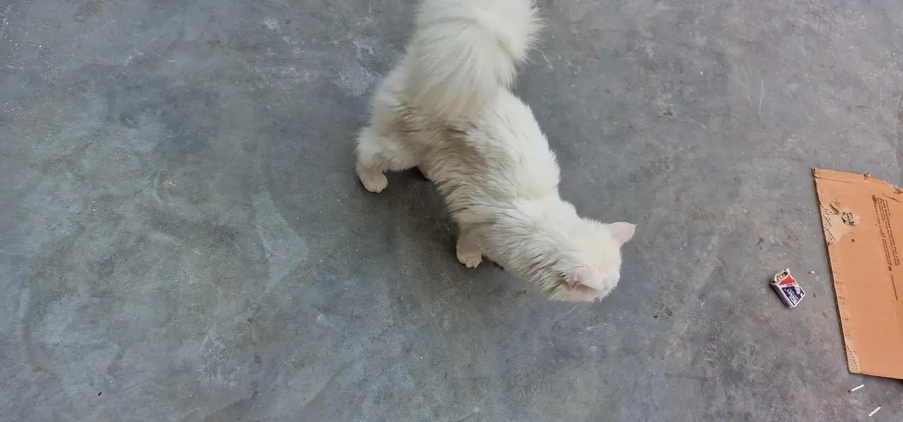 love cats — photo 2