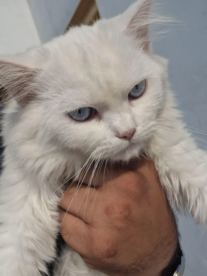 love cats — photo 3