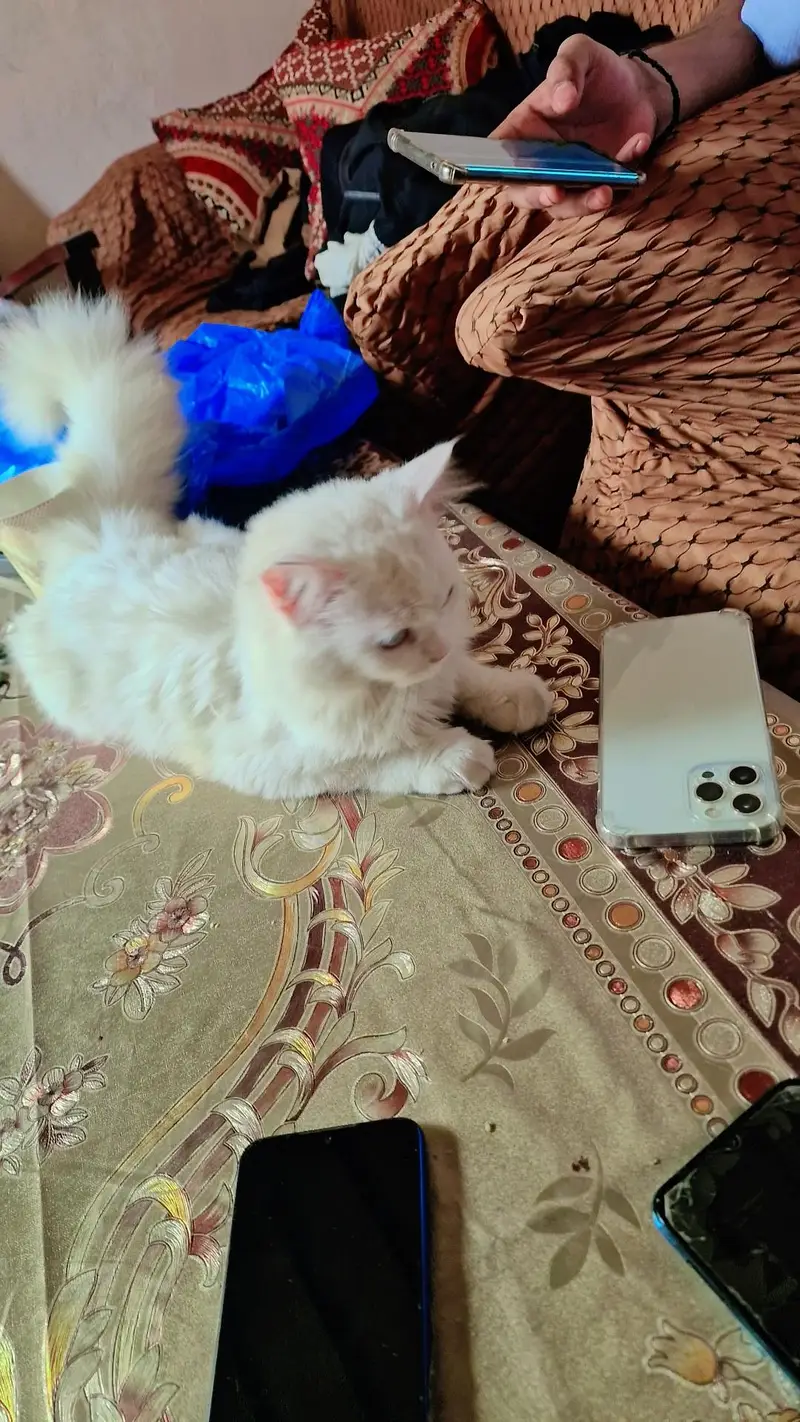 love cats — photo 4