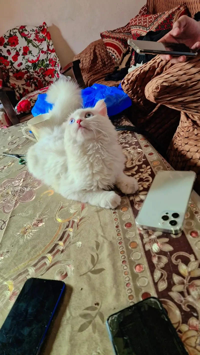 love cats — photo 6
