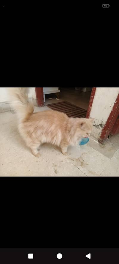 Persian cat