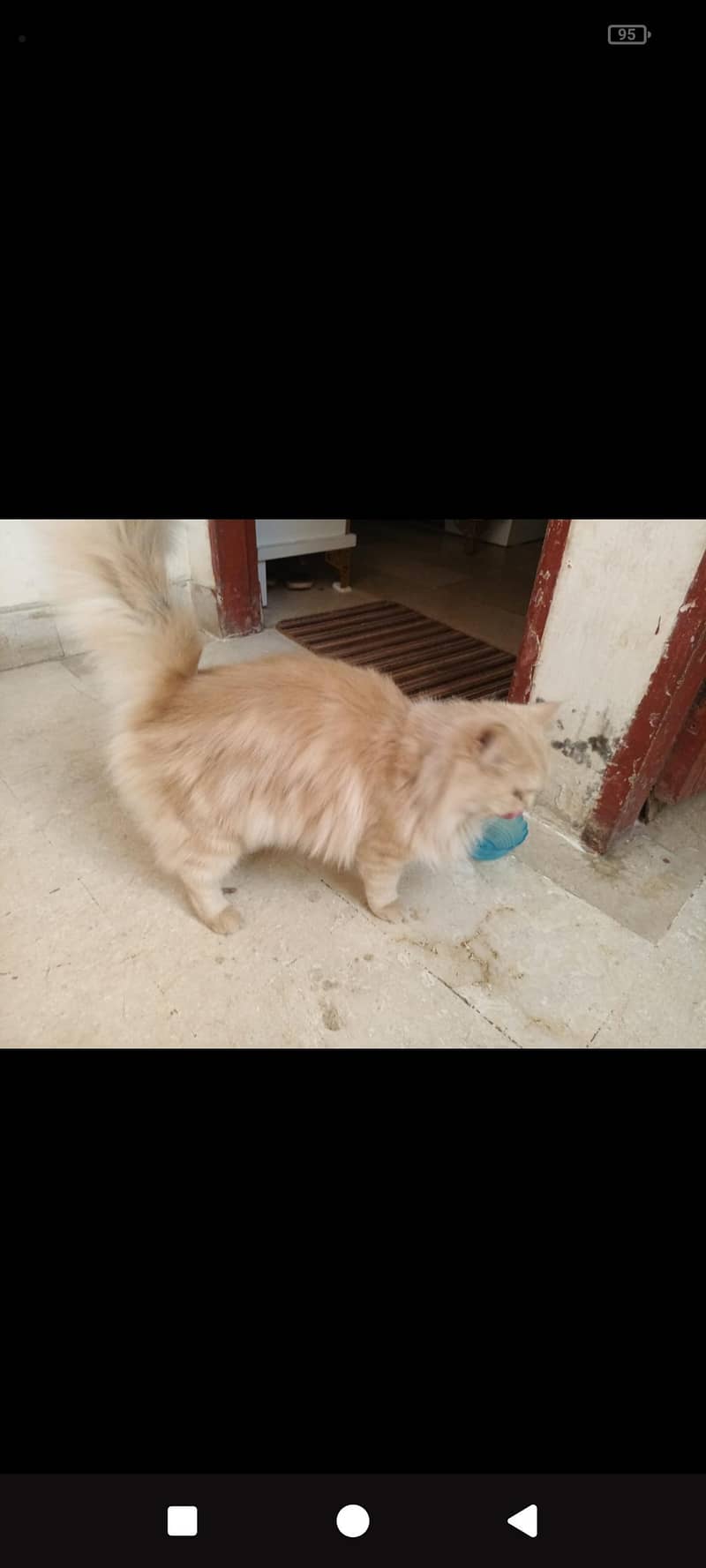 Persian cat 0