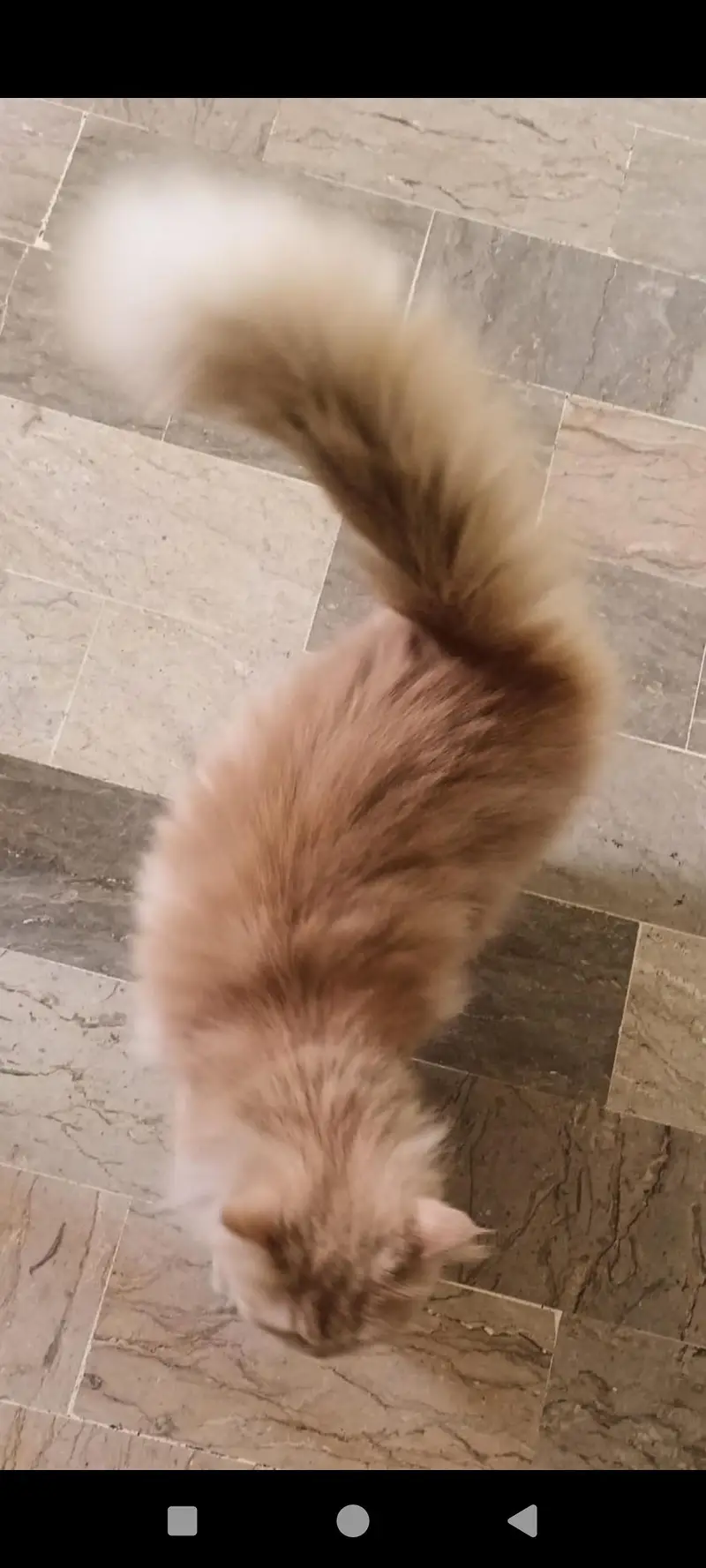 Persian cat — photo 2