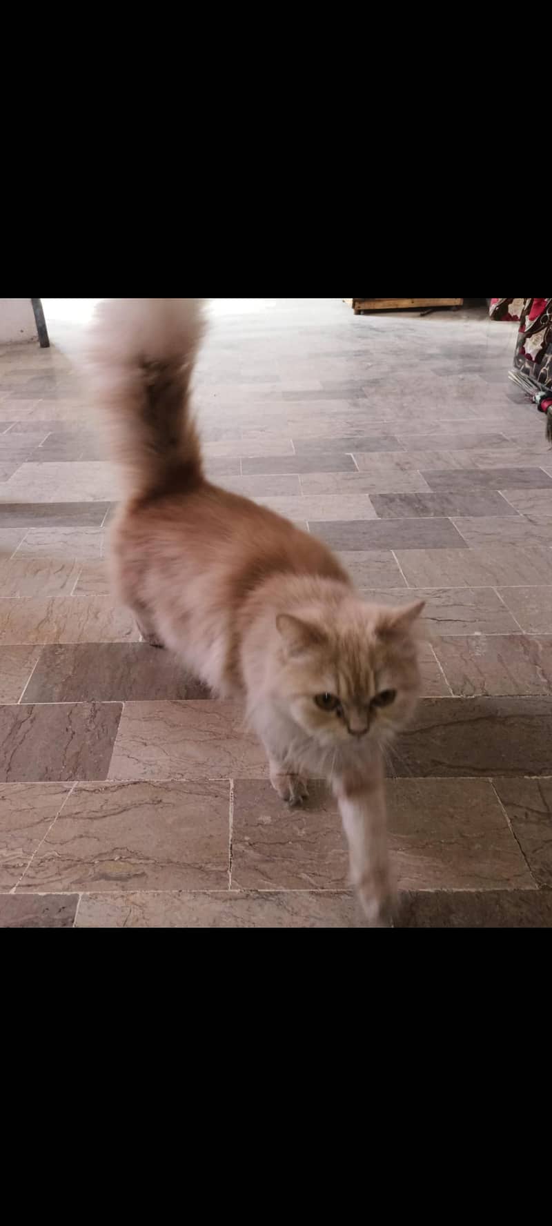 Persian cat 2