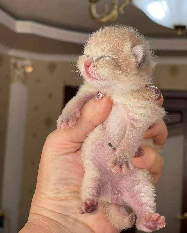 persian kittens 0