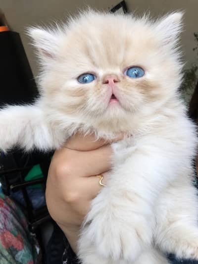 Persian Kittens || Peki Face || Cats for Sale || Pure Persian