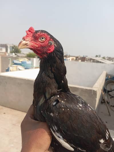 mianwali aseel hen