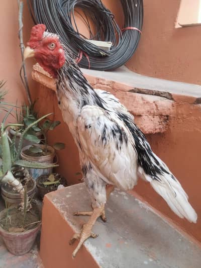 cheena murga