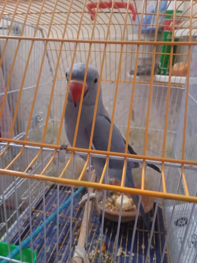 Violet Double facter ringneck.