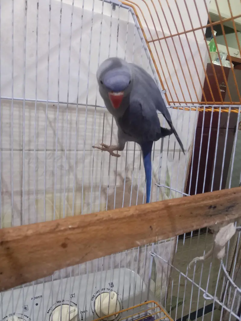 Violet Double facter ringneck. — photo 2
