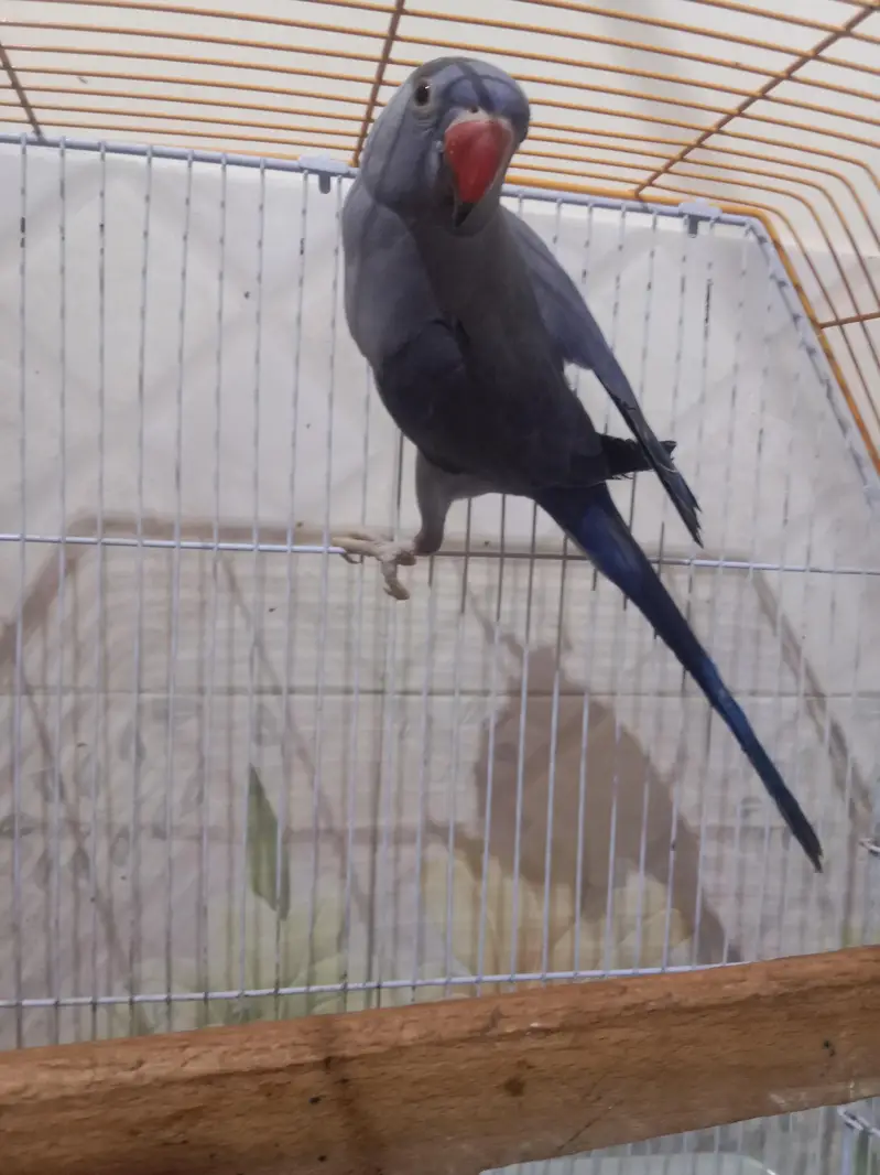 Violet Double facter ringneck. — photo 3