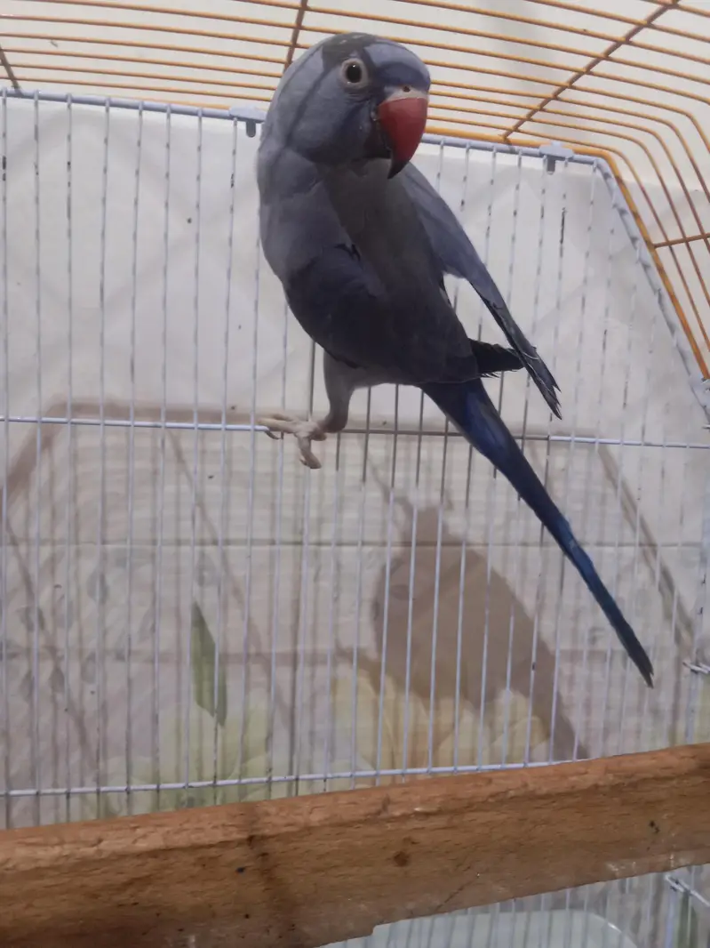 Violet Double facter ringneck. — photo 4