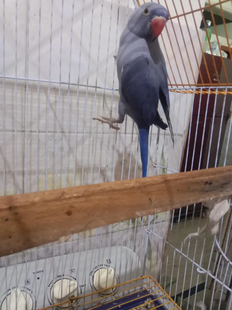 Violet Double facter ringneck. — photo 5