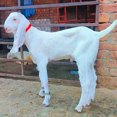 Gulabi Bakra For Sale