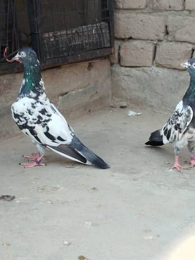 teddy pigeon breeder  pair