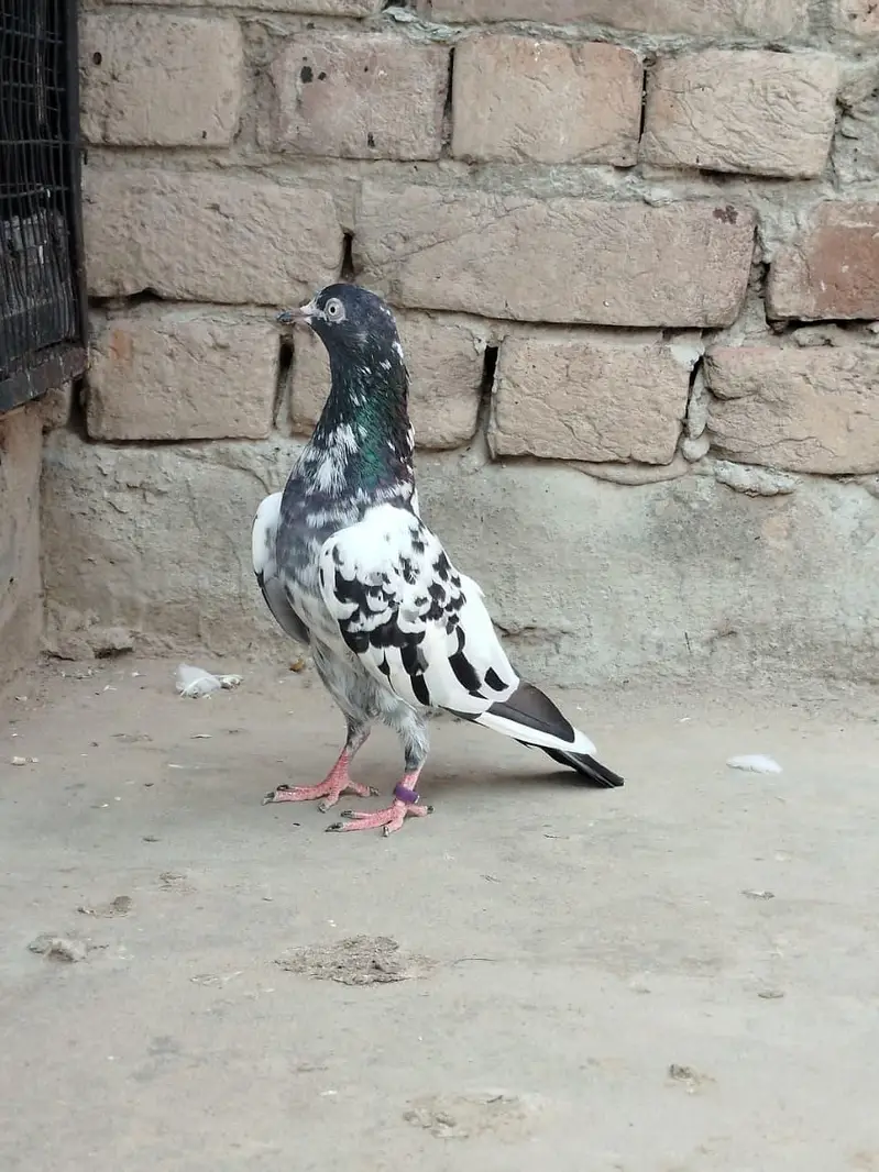 teddy pigeon breeder  pair — photo 2