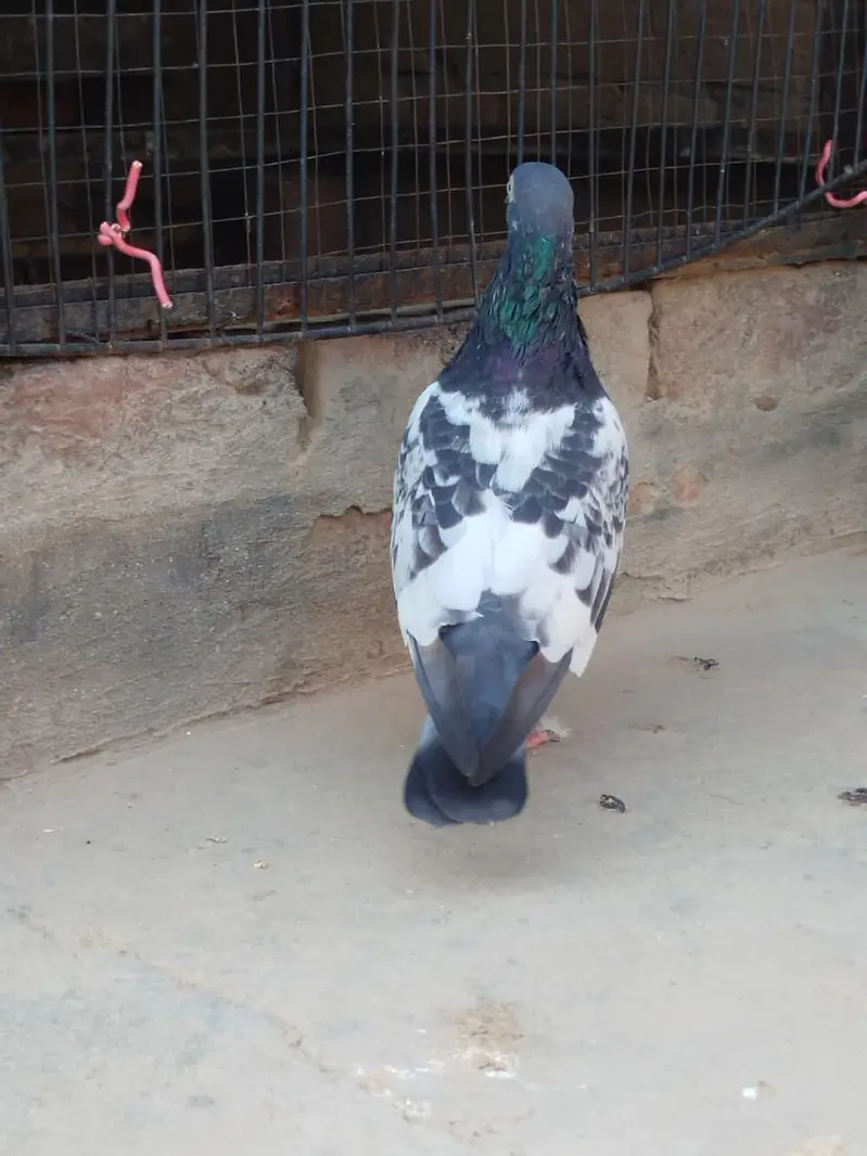 teddy pigeon breeder  pair — photo 3