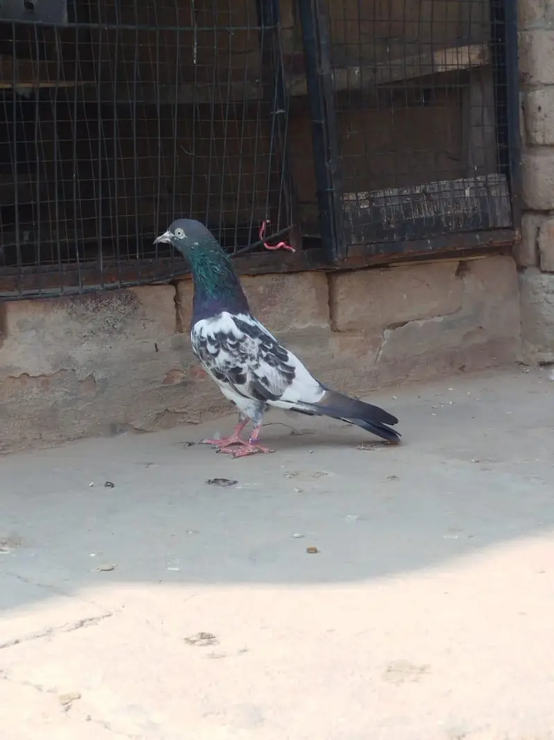 teddy pigeon breeder  pair — photo 4