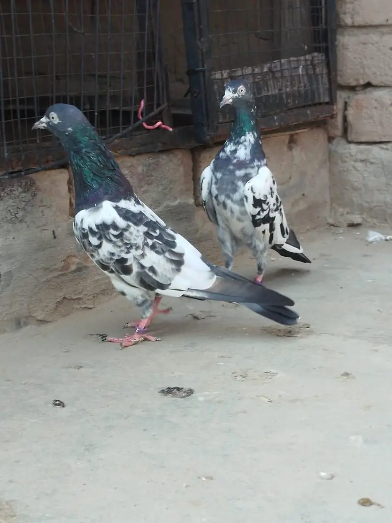 teddy pigeon breeder  pair — photo 5
