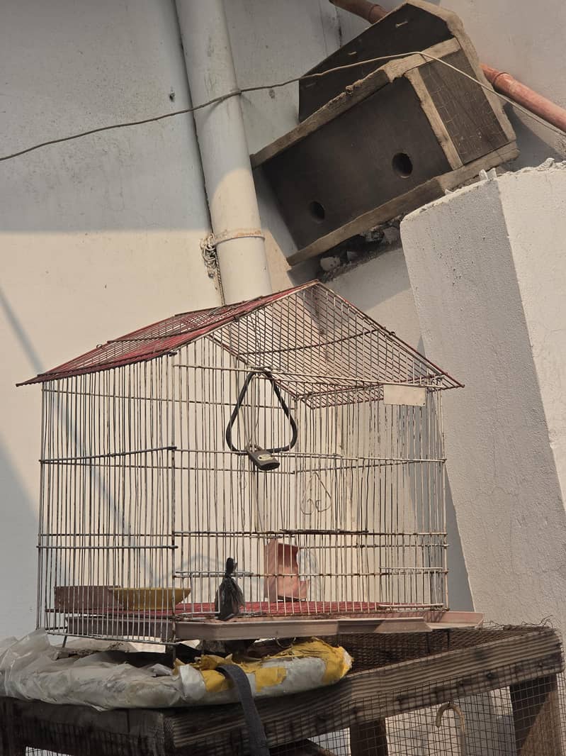 bird cage 2