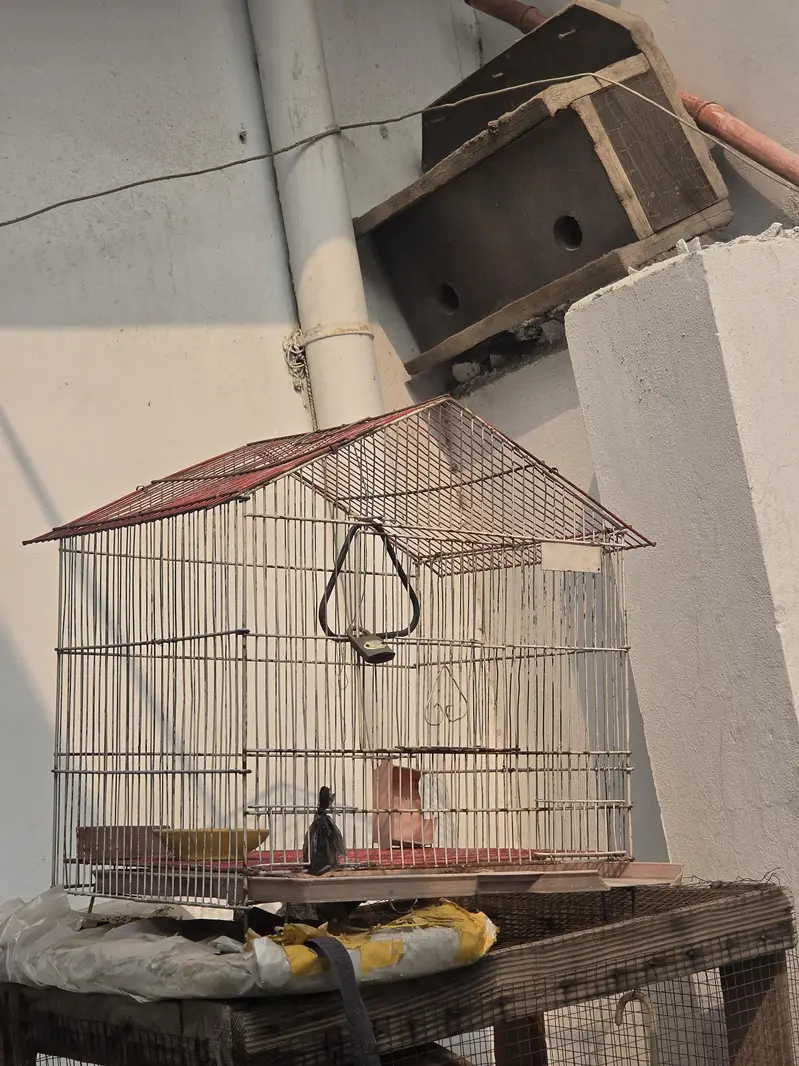 bird cage — photo 3