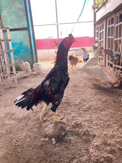 lahkha for sale