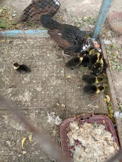 Available for sale ducks pair 2 breeds Balck and White